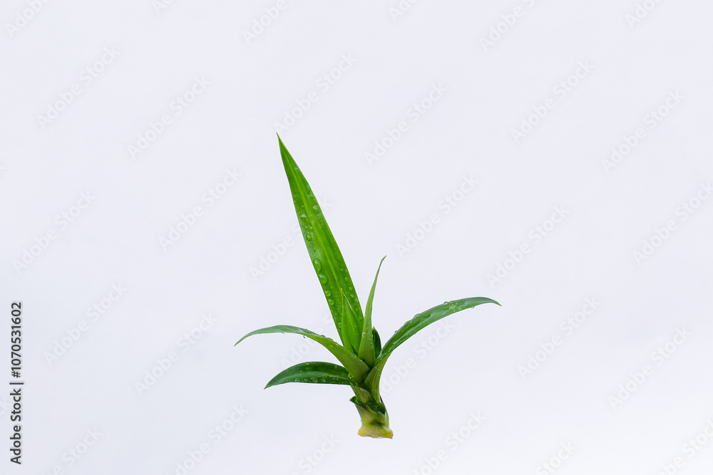 Pandan leaves (Pandanus amaryllifolius). Leaves are natural dyes and alternative ingredients for herbal medicine. Leaf texture. Food fragrance Pandan leaves (Pandanus amaryllifolius). Leaves are natural dyes and alternative ingredients for herbal medicine. Leaf texture. Food fragrance