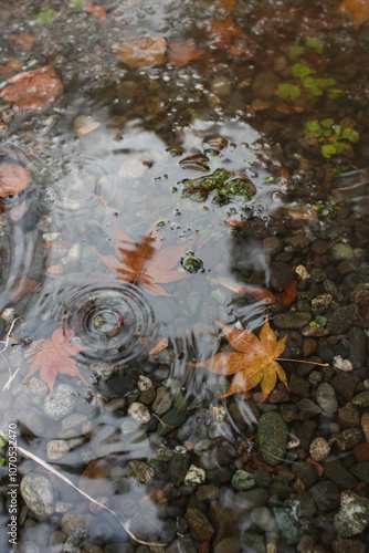 水たまり、紅葉