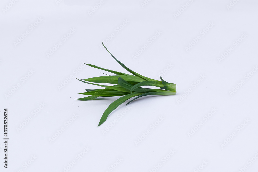 Fototapeta premium Pandan leaves (Pandanus amaryllifolius). Leaves are natural dyes and alternative ingredients for herbal medicine. Leaf texture. Food fragrance