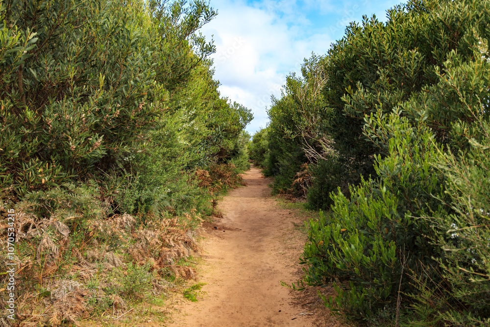 A Winding Dirt Path Through a Lush Green Forest A Winding Dirt Path Through a Lush Green Forest