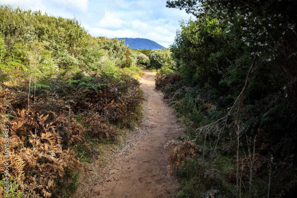 A Winding Dirt Path Through a Lush Green Forest A Winding Dirt Path Through a Lush Green Forest
