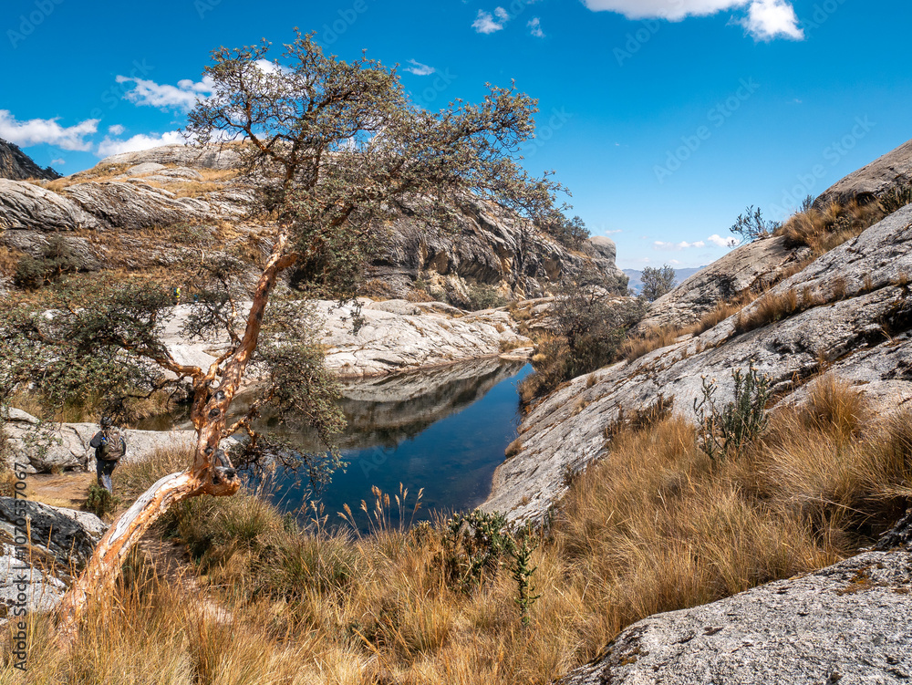 Tree Growing Crookedly Among the Rocks at the Foot of Churup Lagoon with Turquoise Waters in the Huascaran National Park, in Ancash, Peru