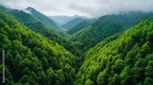 Lush Forests and Biodiversity in Mountain Ecosystem