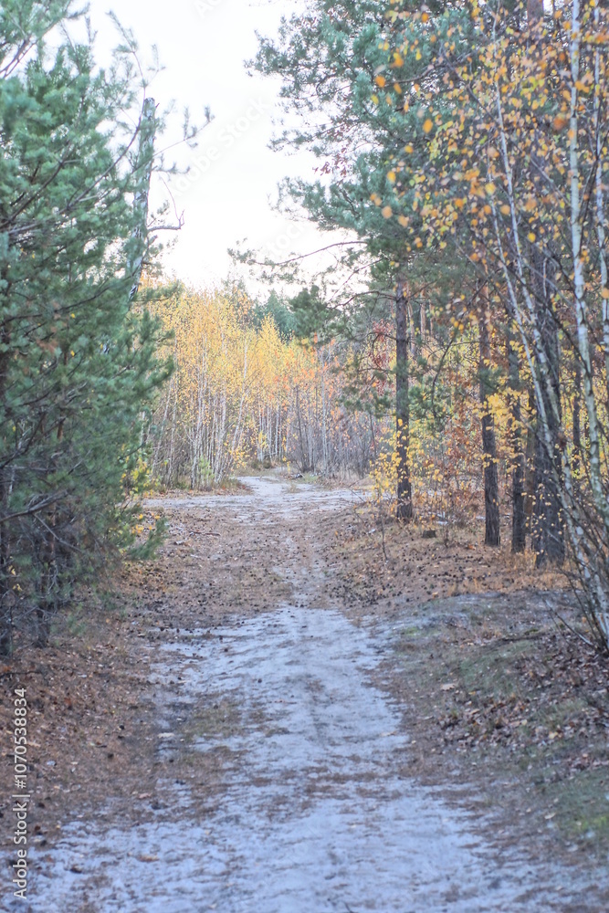 road among trees with colorful leaves in autumn forest in nature road among trees with colorful leaves in autumn forest in nature
