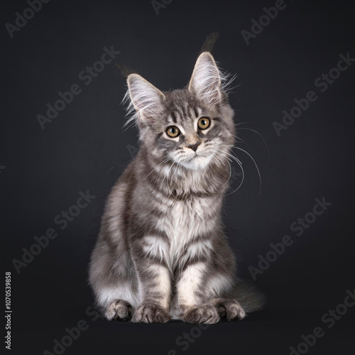 Wallpaper Mural Sweet smiling Maine Coon cat kitten, sitting up facing front. Looking attentive and curious towards camera. isolated on a white background. Torontodigital.ca