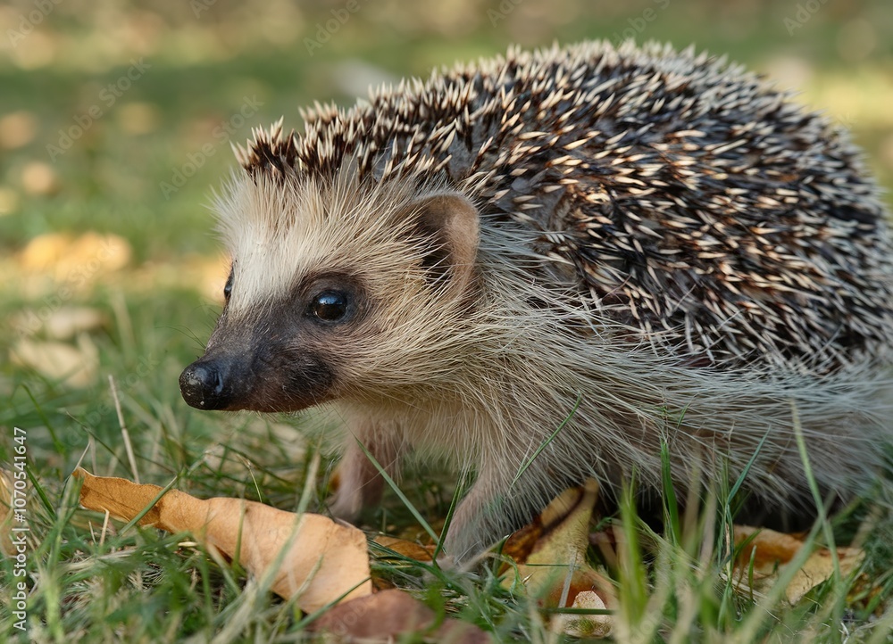 Fototapeta premium A hedgehog, characterized by its spiky quills and small face, set against a natural backdrop of grass and leaves
