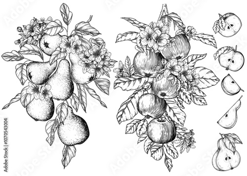 Vector set of apple and pear. Fruits on a branch with leaves and flowers, half and a piece of fruit