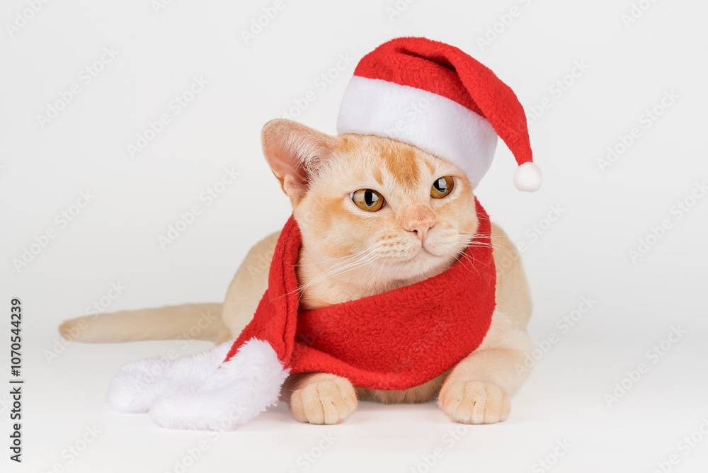Adorable Burmese kitten in Santa hat. Adorable Burmese kitten in Santa hat.