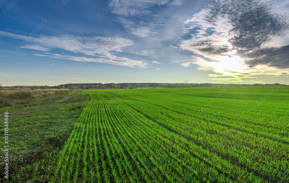 A field of green grass with a blue sky in the background A field of green grass with a blue sky in the background