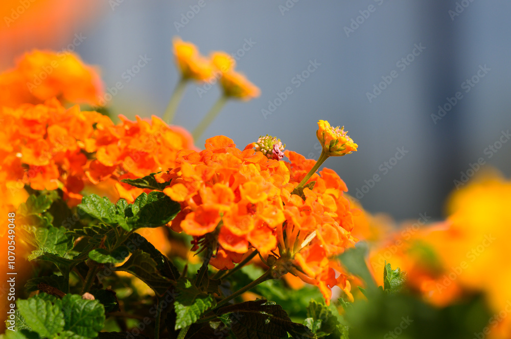 Vibrant orange flowers blooming under the warm sun in a peaceful garden setting Vibrant orange flowers blooming under the warm sun in a peaceful garden setting