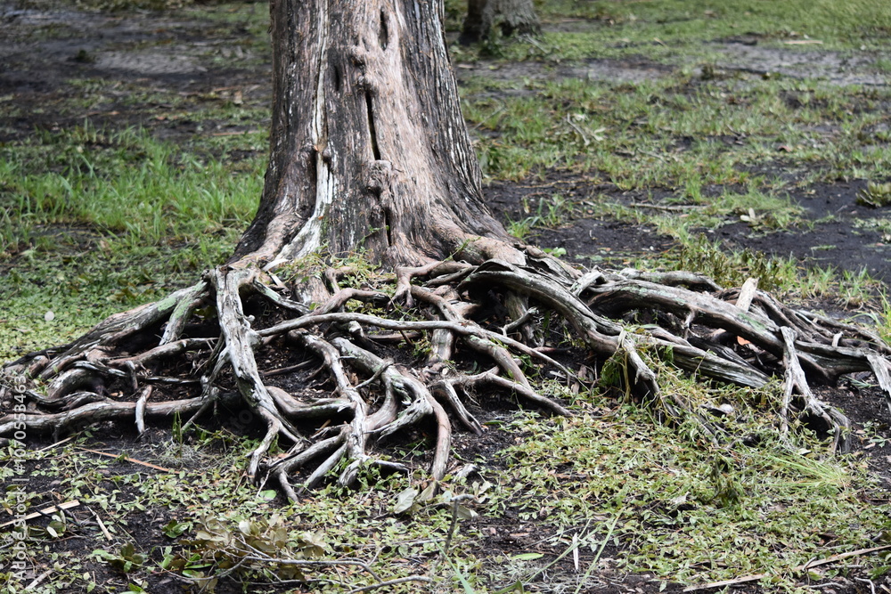 roots of a tree exposed above the ground roots of a tree exposed above the ground