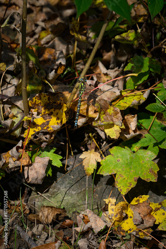 A beautifully colored dragonfly sitting on a tree.
 photo