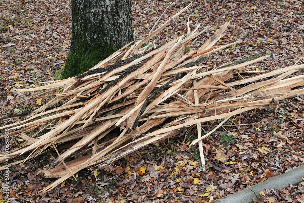 Wood chips lying on fallen leaves in the park, close-up, wood waste