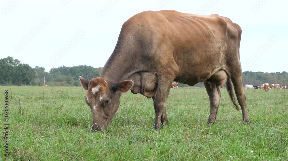 Cows graze in the pasture. Agriculture. Cattle breeding. Cows graze in the pasture. Agriculture. Cattle breeding.