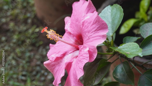 Hibiscus fragilis is a rare, endangered flowering plant with delicate pink blooms, native to Mauritius, valued for conservation and beauty