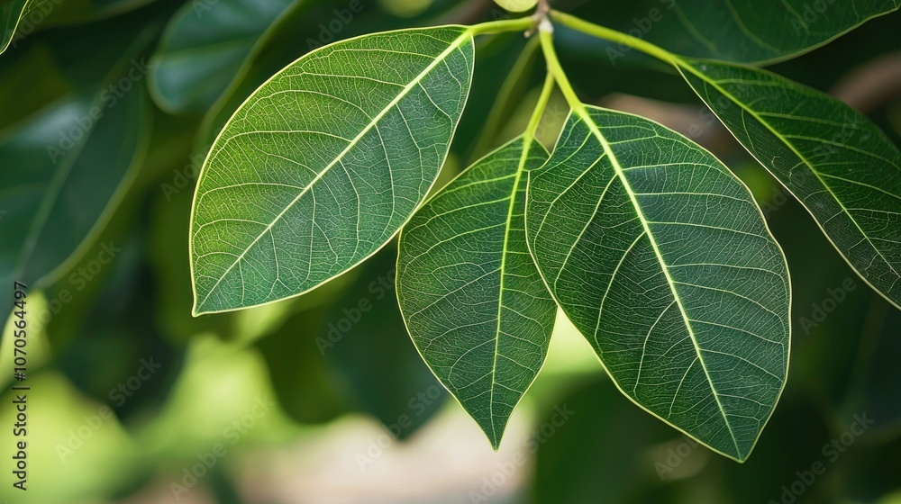 Close-up of lush green leaves with visible veins, sunlight reflecting on the surface. Close-up of lush green leaves with visible veins, sunlight reflecting on the surface.
