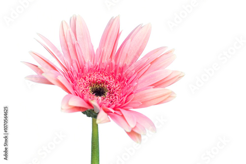 Light pink chrysanthemum on a white isolated background. Close up.