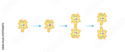 Amoeba Cell Binary Fission Science Design. Vector Illustration.