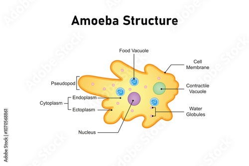 Amoeba Cell Structure Science Design. Vector Illustration.