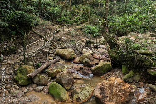 Jungle Stream Flowing Through Rocky Path