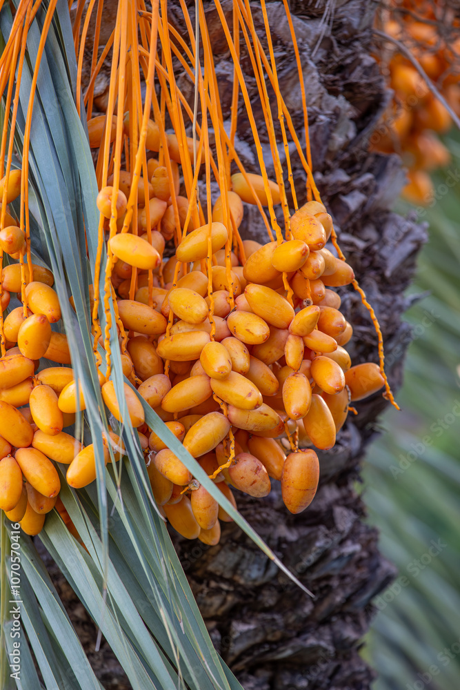 Date palm with ripe dates on it. Southern agriculture