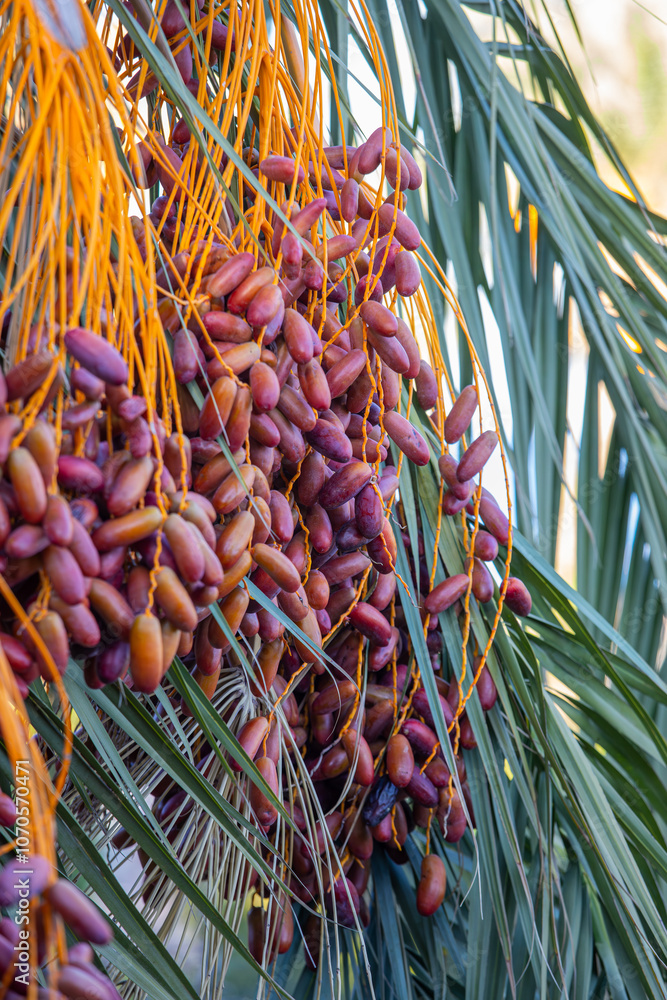 Date palm with ripe dates on it. Southern agriculture