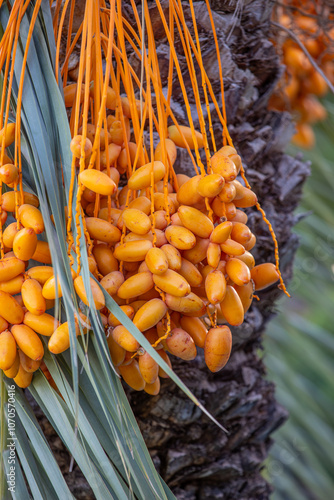 Obraz na płótnie Date palm with ripe dates on it. Southern agriculture w salonie