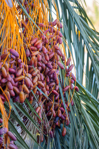 Obraz na płótnie Date palm with ripe dates on it. Southern agriculture w salonie