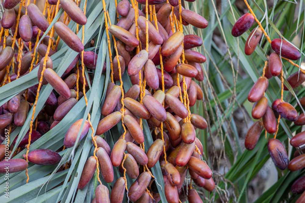 Date palm with ripe dates on it. Southern agriculture