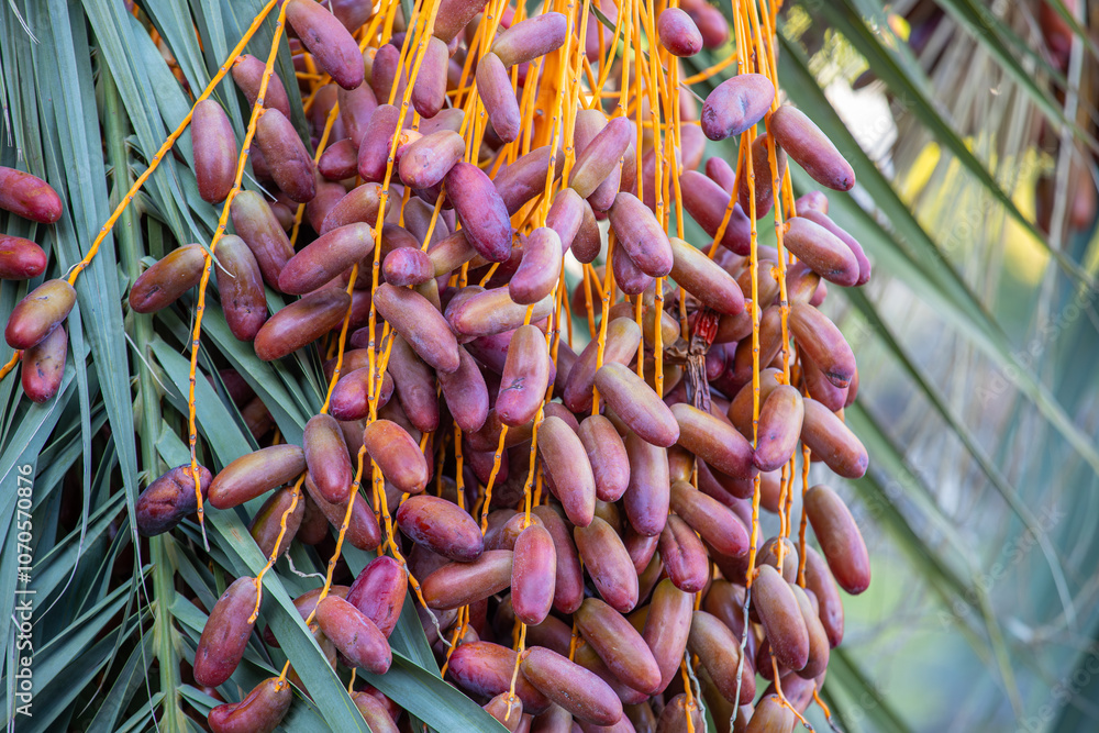 Date palm with ripe dates on it. Southern agriculture