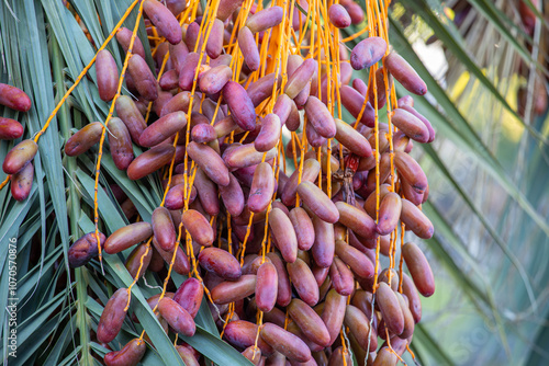 Obraz na płótnie Date palm with ripe dates on it. Southern agriculture w salonie