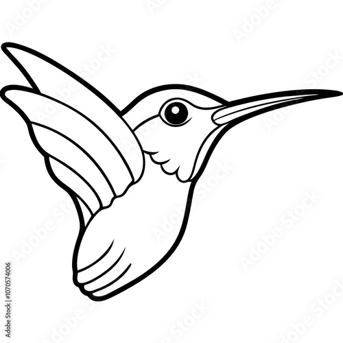 hummingbird illustration photo