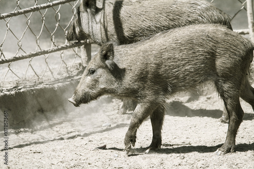 wild boar in the mud photo