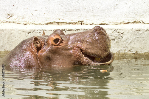 hippopotamus portrait of water photo