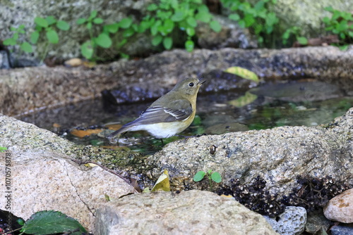 A round and fat Mugimaki Flycatcher in preparation for long migration to Southeast Asia  photo