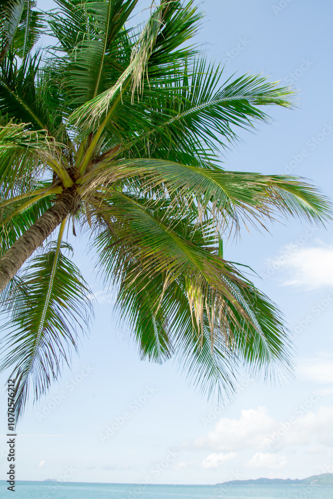 Tropical beach with palm trees, Thailand Tropical beach with palm trees, Thailand