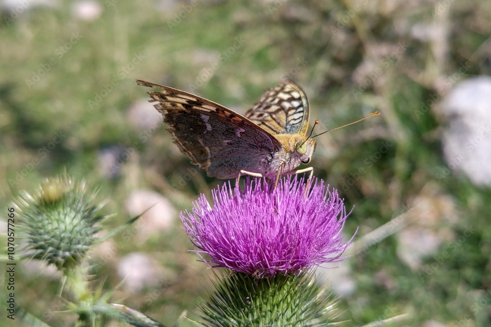A beautiful brown butterfly sits on a pink thistle flower. Bright photographs of insects, macro photography. A beautiful brown butterfly sits on a pink thistle flower. Bright photographs of insects, macro photography.