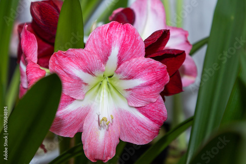 Red and white flower. Amaryllis variety Exposure and Benfica. Amaryllis flowers. Hippeastrum. Flower of Holland. Hippeastrum grade Exposure and Benfica. Amaryllidaceae. Dutch flowers. Pink flower photo