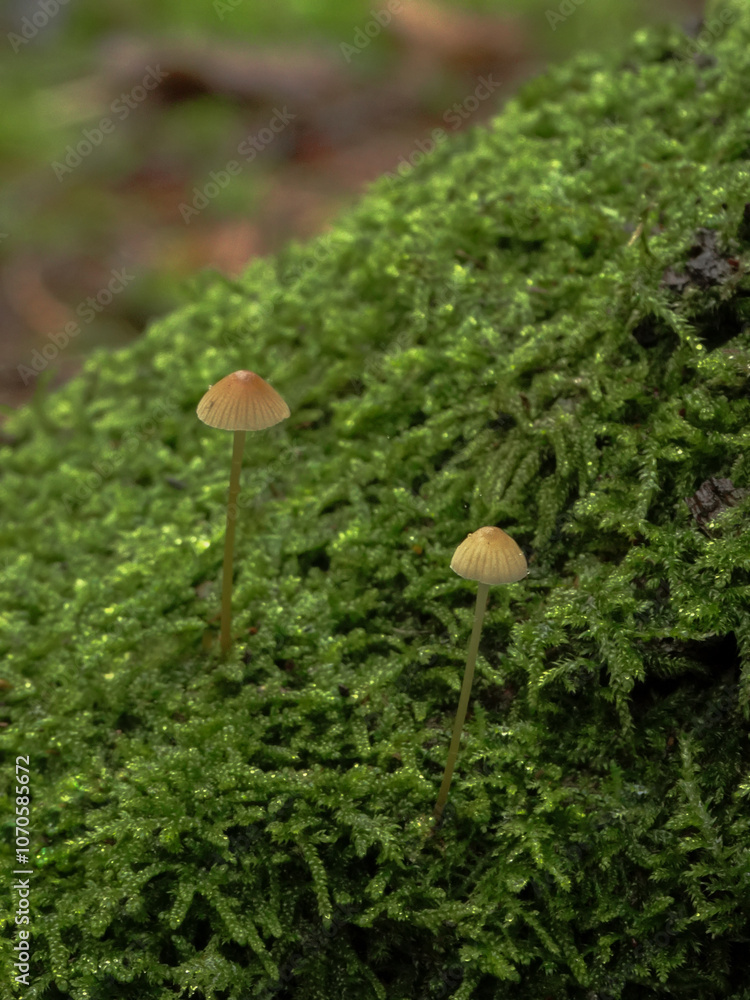 mushroom on the moss mushroom on the moss