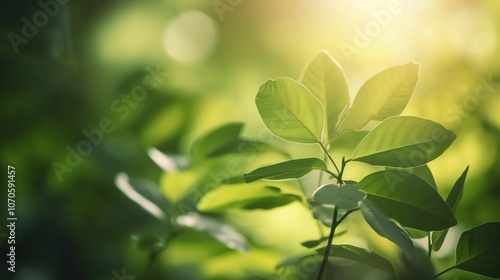 Lush Green Leaves in Natural Sunlight Background