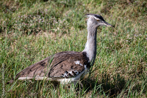 Kori Bustard, Serengeti National Park photo