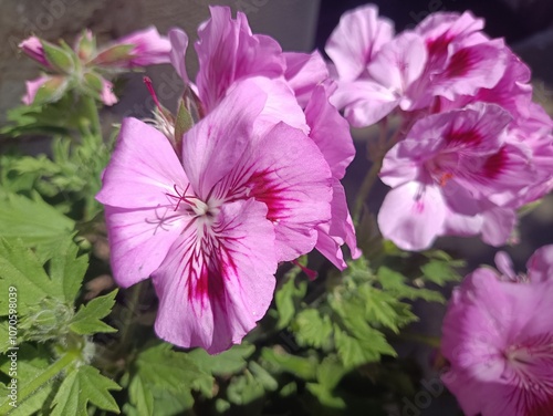 Details of pink purple wildflowers