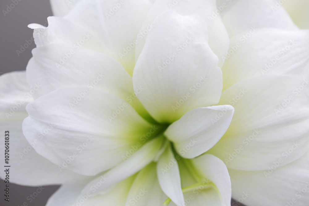 Elegant White Amaryllis Flower Close-Up Elegant White Amaryllis Flower Close-Up