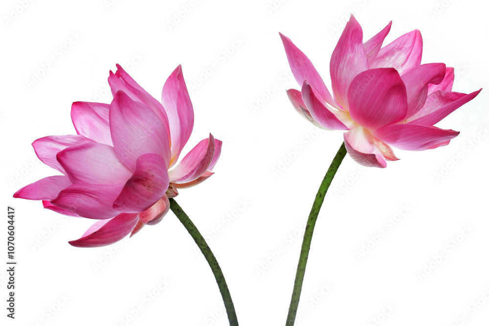 Naklejka premium Beautiful Pink Lotus Flowers on White Background