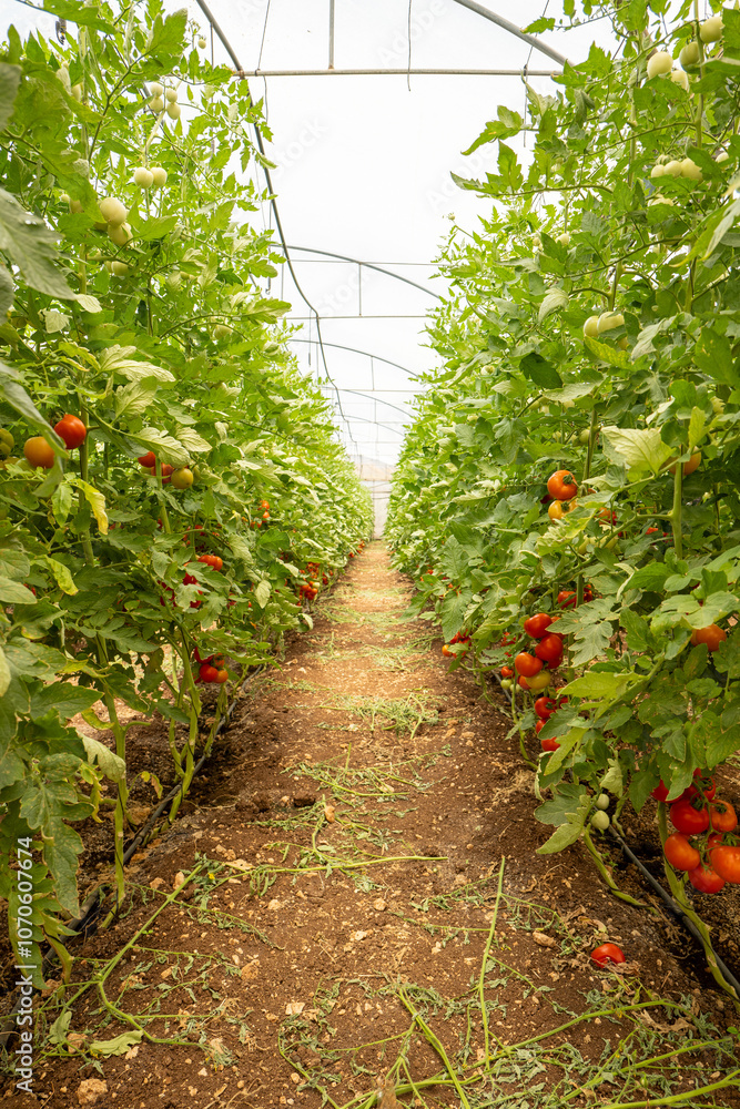 Lane Between Two Walls or Cluster of Tomatoes (Solanum lycopersicum) in a Bright Green House