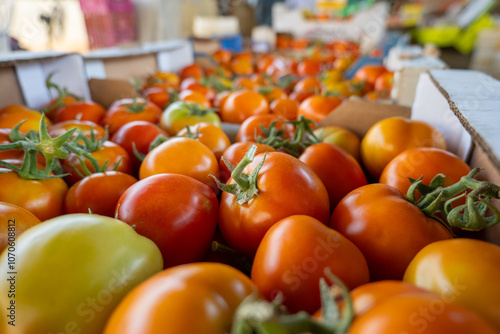 Big White Boxes Full of Red, Orange, and Yellow Tomatoes Freshly Harvested