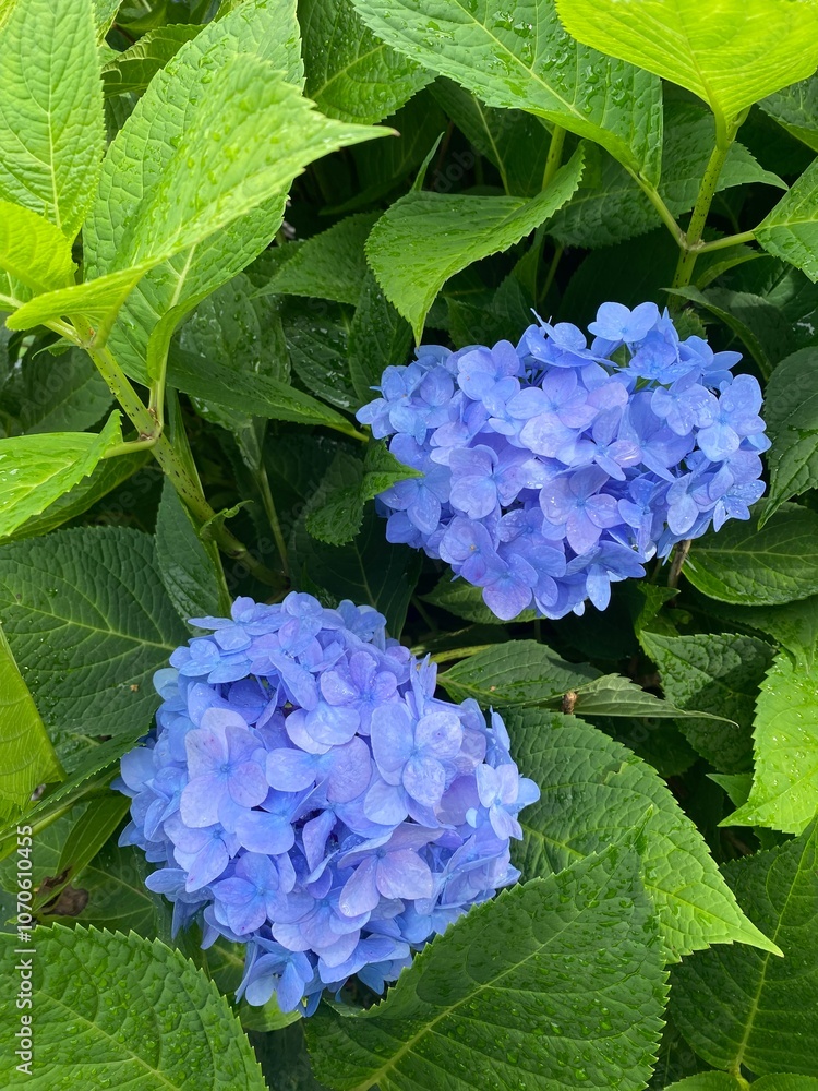 blue hydrangea flowers