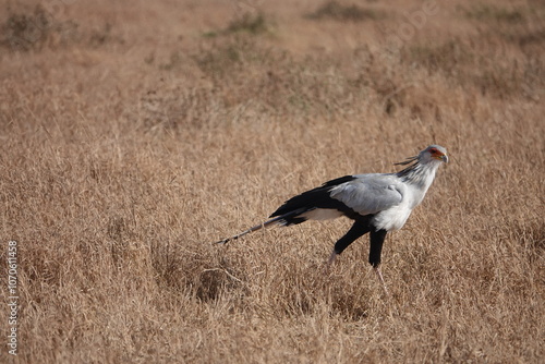 Secretary Bird in Kenya