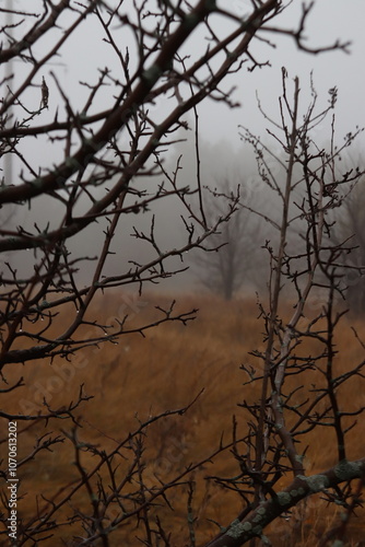 autumn trees with cobwebs