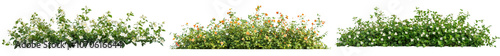 Lush and verdant green bushes shrubs and foliage with vibrant colorful flowers blooming in a natural garden or landscape setting